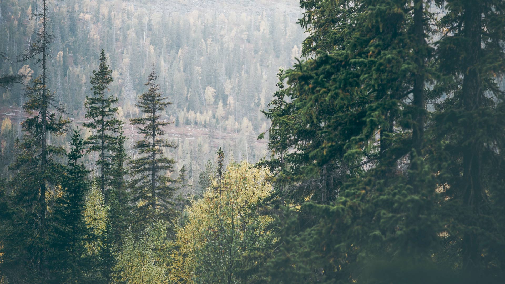 Forest landscape