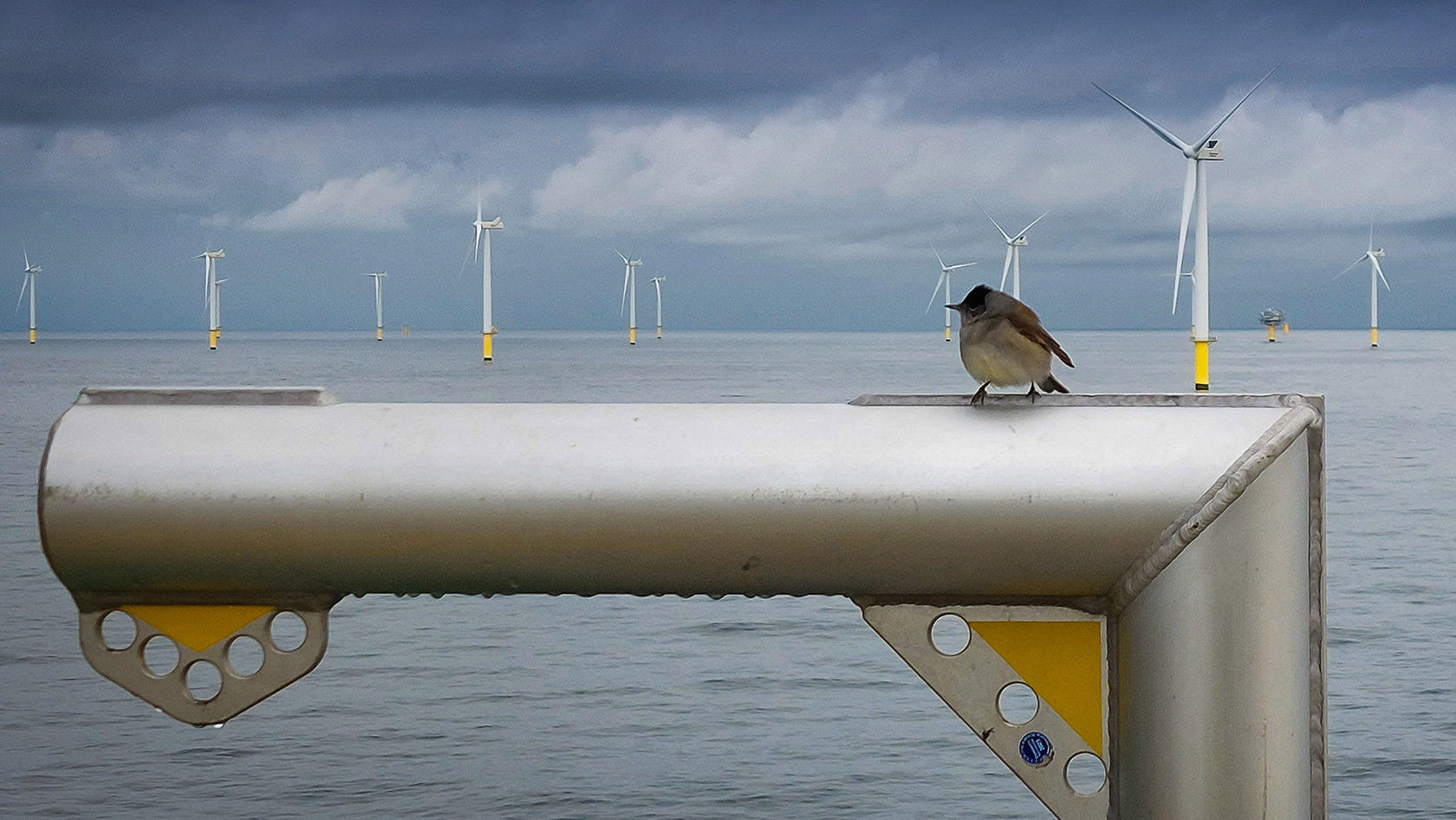 Bird in an offshore wind farm