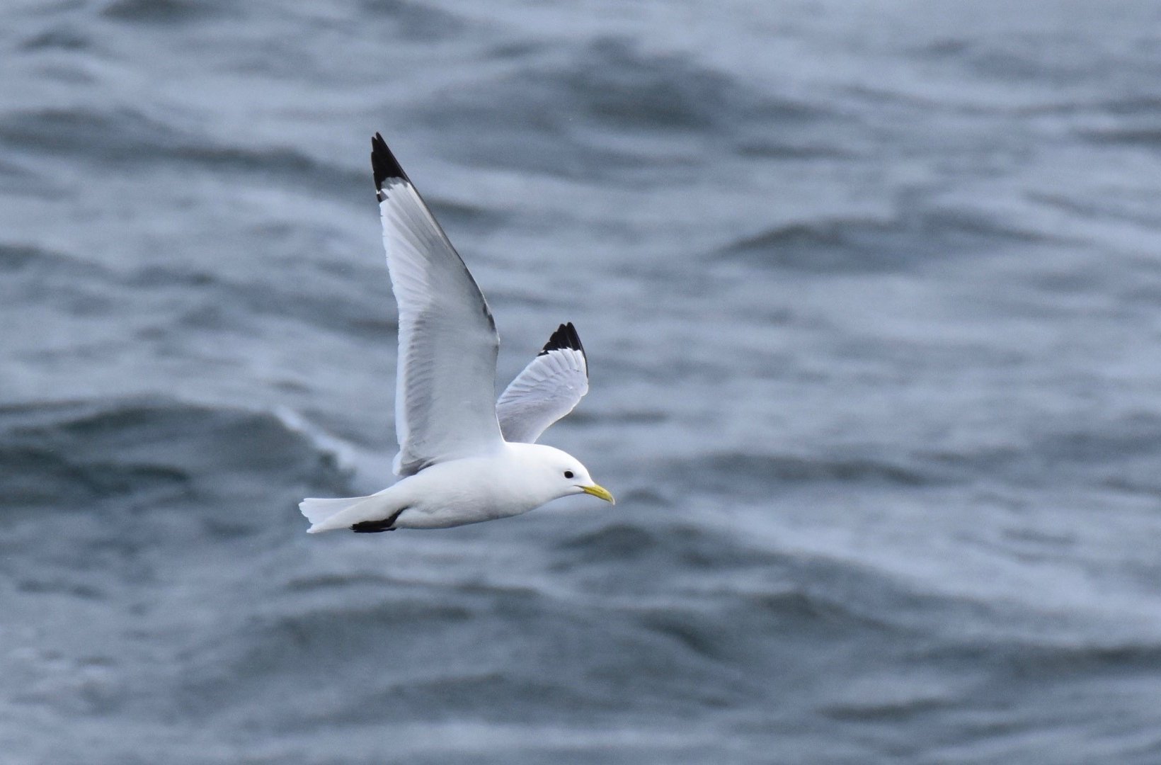 Kittiwake - Photo credit: Mark Lewis