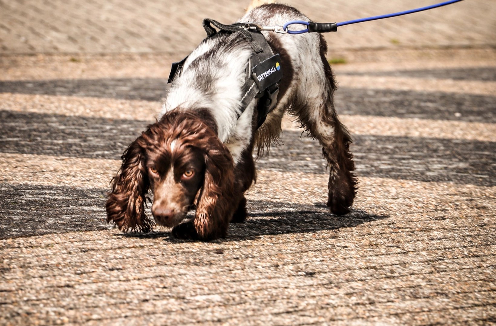 Sniffer Dog - Harry