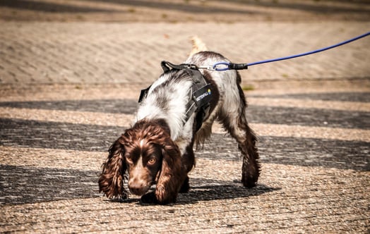 Harry the sniffer dog