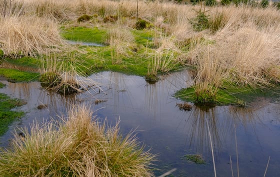 Pen y Cymoedd Peatland 