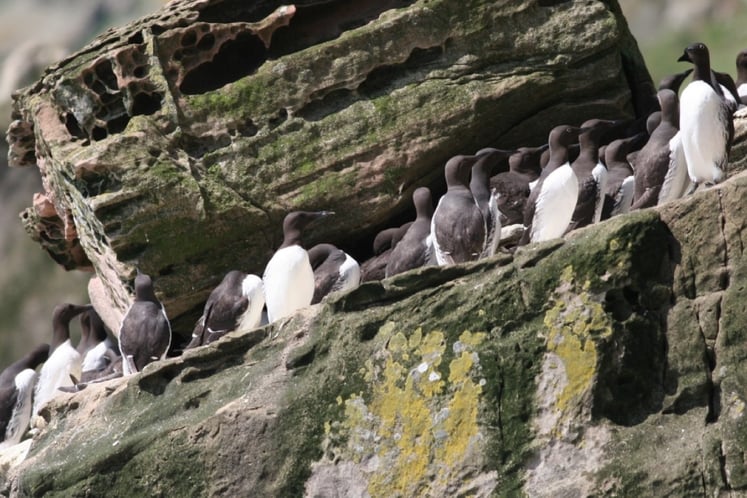 Auk and Guillemot Tagging Study by MacArthur Green at EOWDC