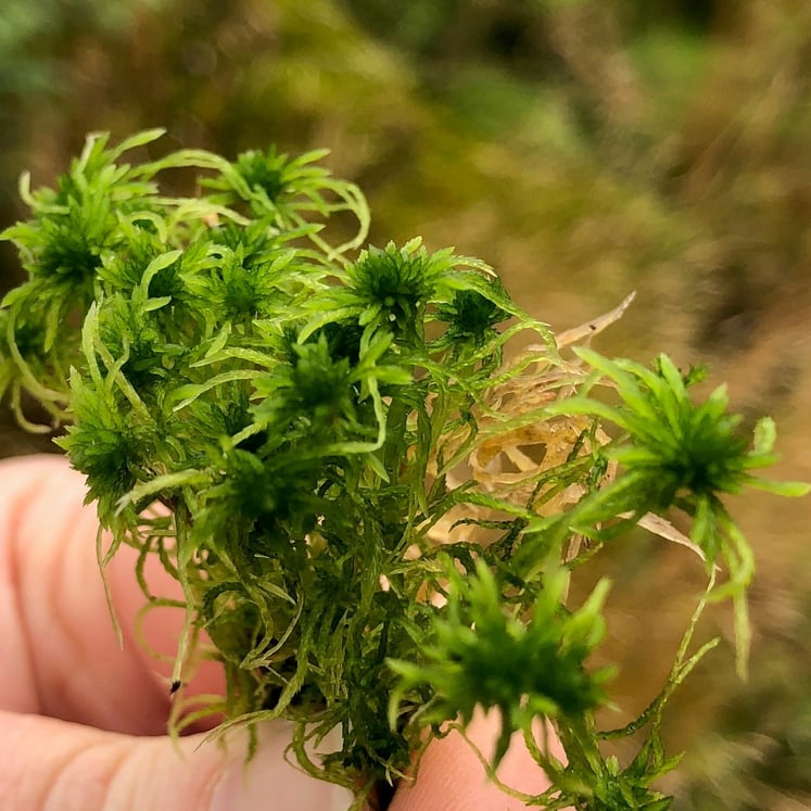 Sphagnum at Pen y Cymoedd