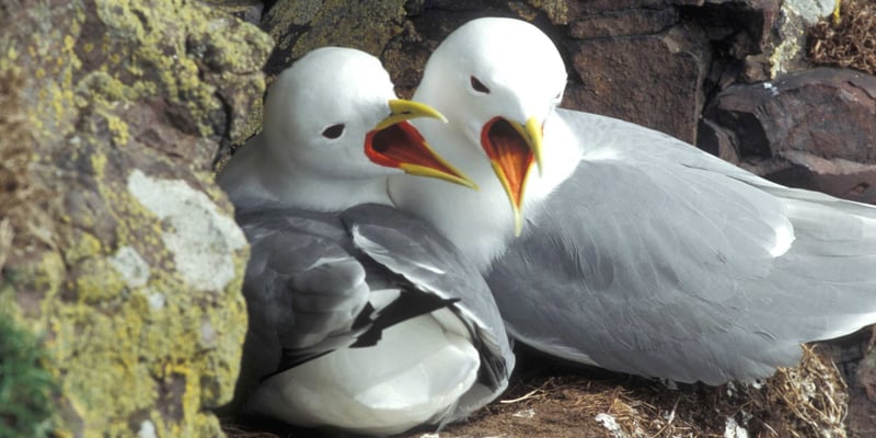 Kittiwakes. Photo credit: Matt Parsons.