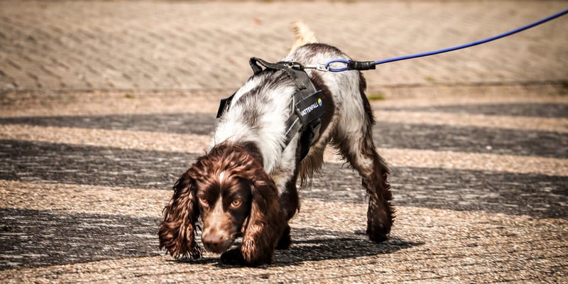 Harry the sniffer dog