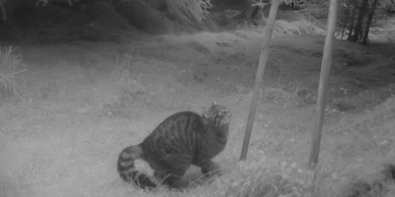 Wildcats at Clashindarroch Forest