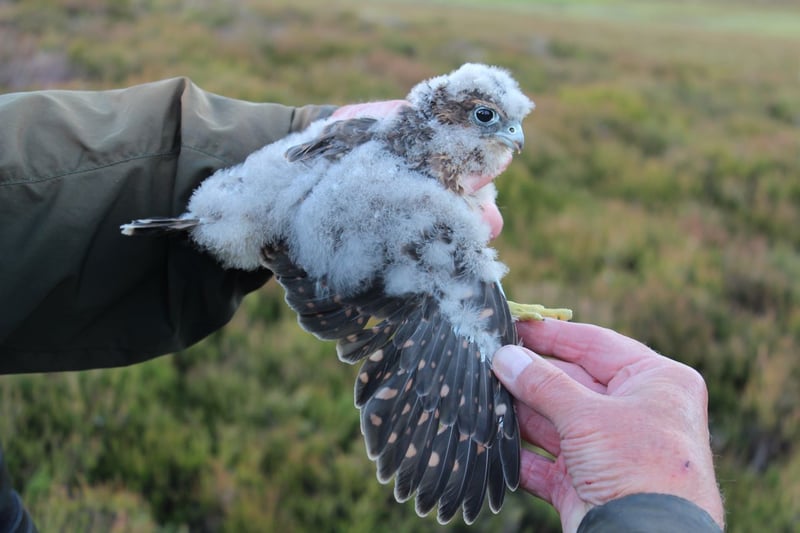 Merlin chick