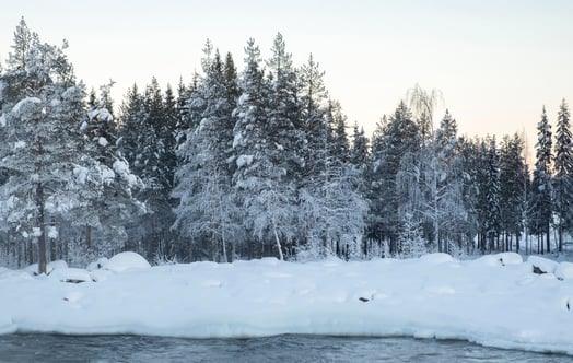 Snow-covered forest next to a river. Snow-covered forest next to a river.