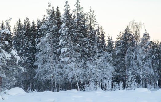 Snötäckt skog intill en älv. Snötäckt skog intill en älv.
