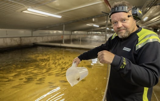 Henri Heimonen, chef för Vattenfalls fiskodling i Heden Henri Heimonen, chef för Vattenfalls fiskodling i Heden