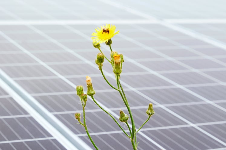 Ett bi på en gul blomma framför solpaneler Ett bi på en gul blomma framför solpaneler